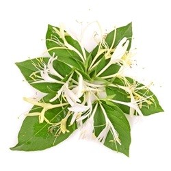 TPA Honeysuckle 15ml Flavor